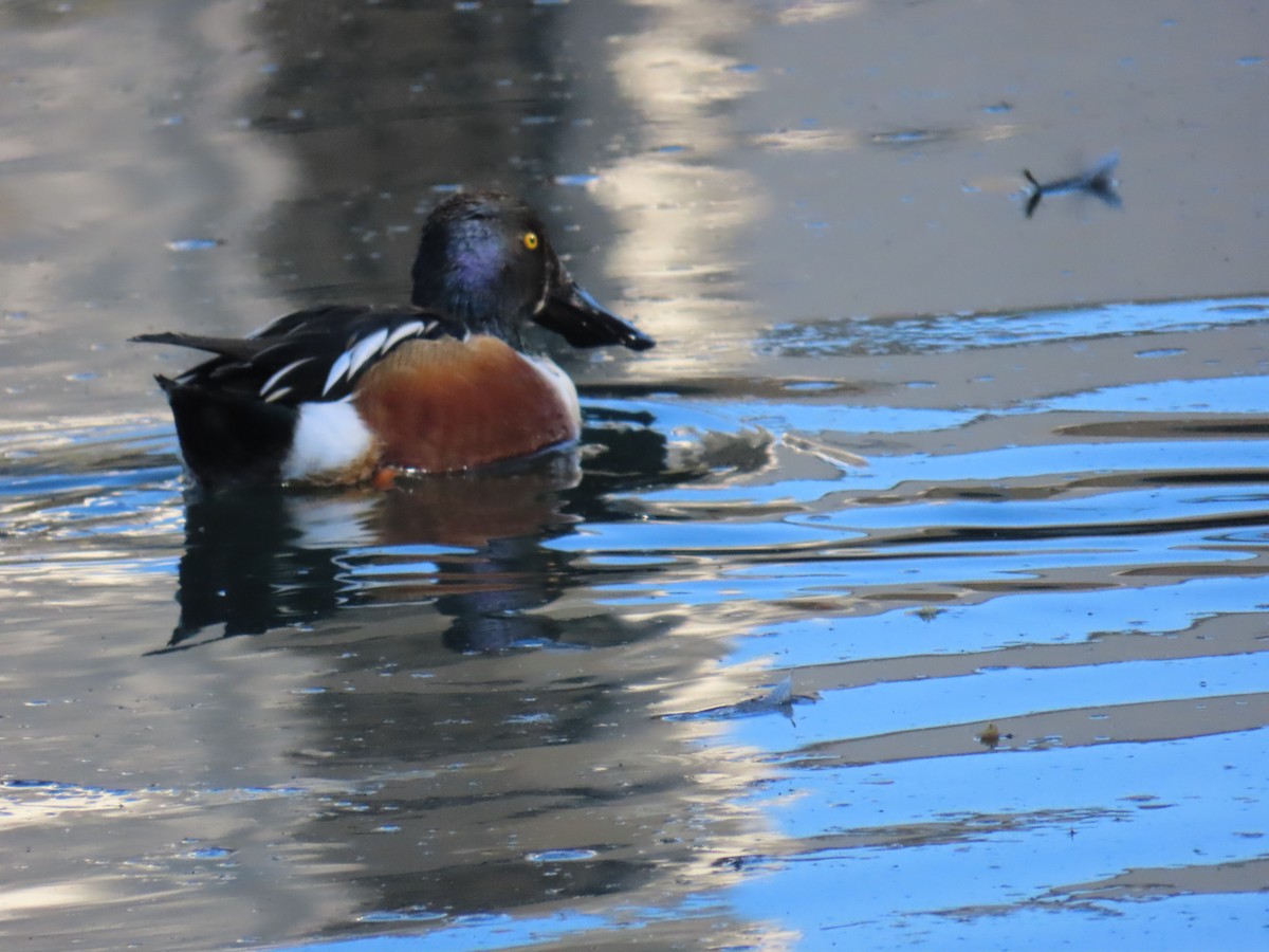 Kaşıkgaga - ML646644653