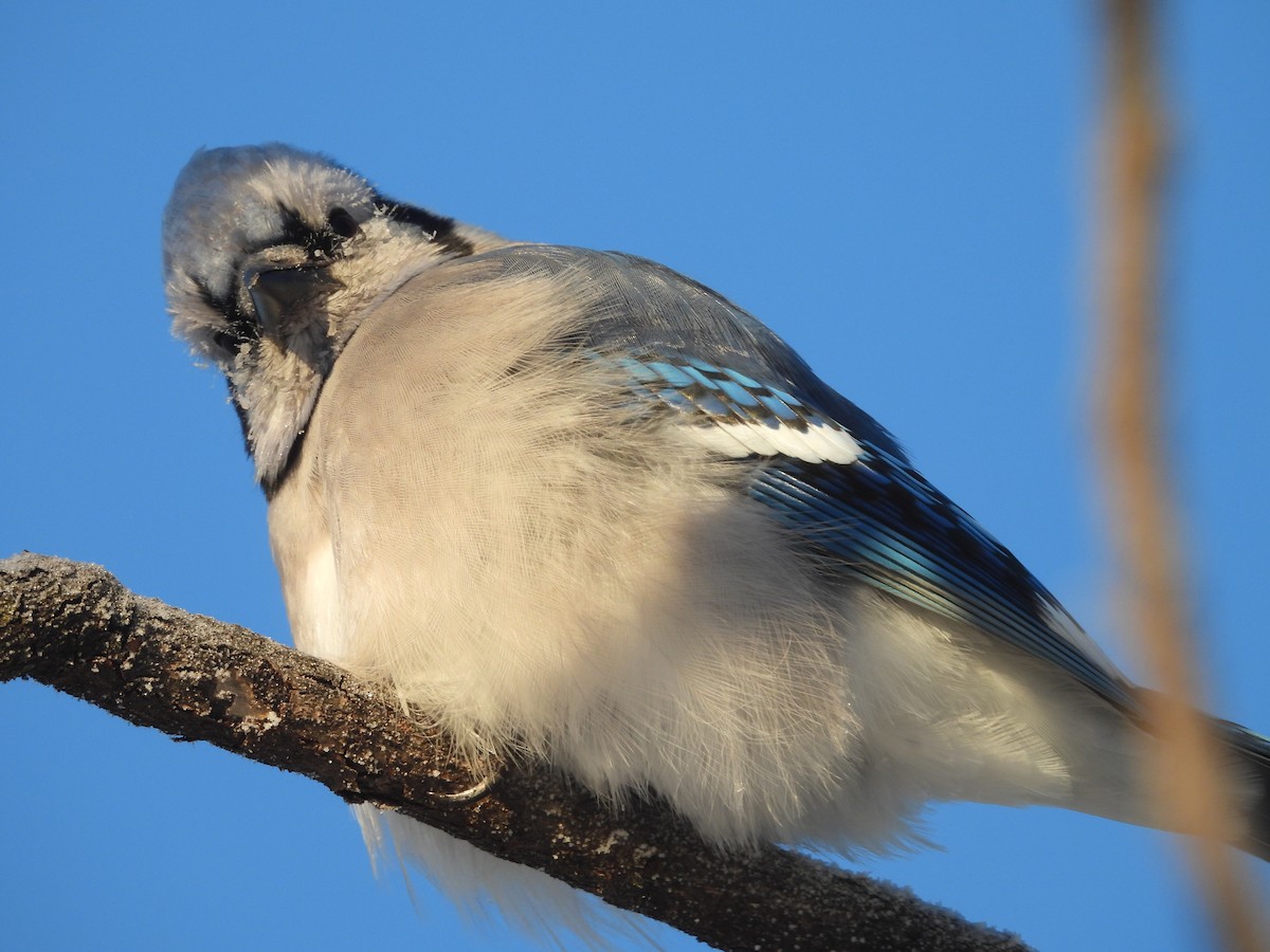 Blue Jay - ML646644655