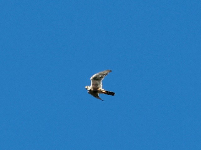 Aplomado Falcon - ML646644656