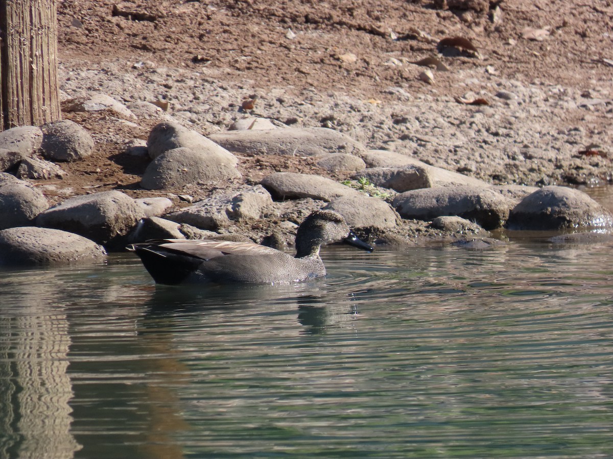 Boz Ördek - ML646644657