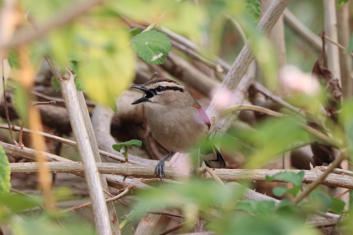 チャガシラヤブモズ - ML646644662