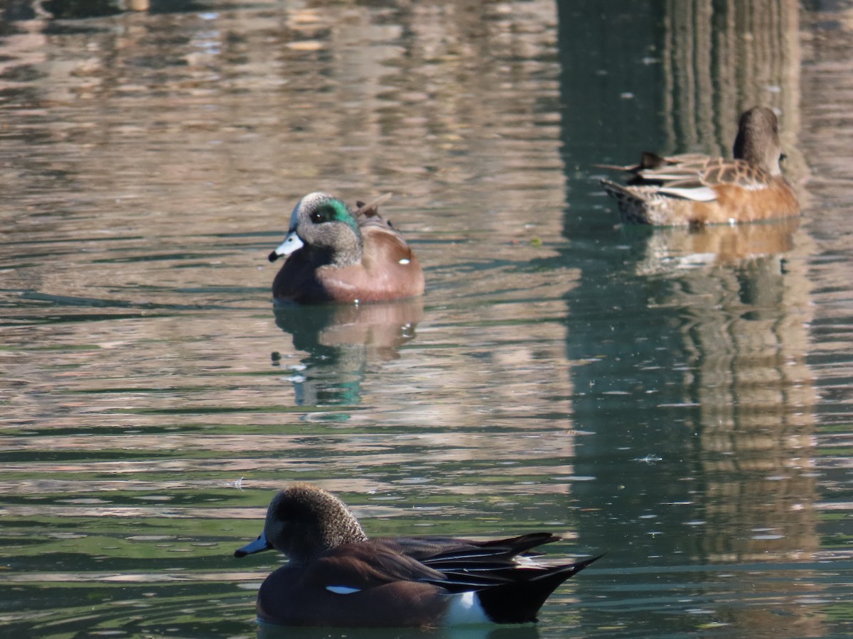 Amerika Fiyusu - ML646644664