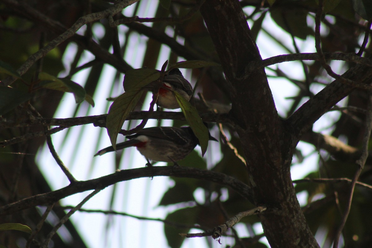 Karaca Arapbülbülü - ML646644666