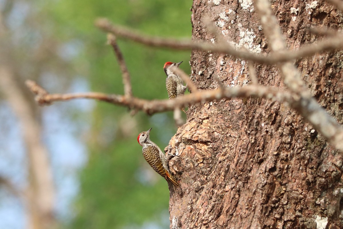 アフリカコゲラ - ML646644668