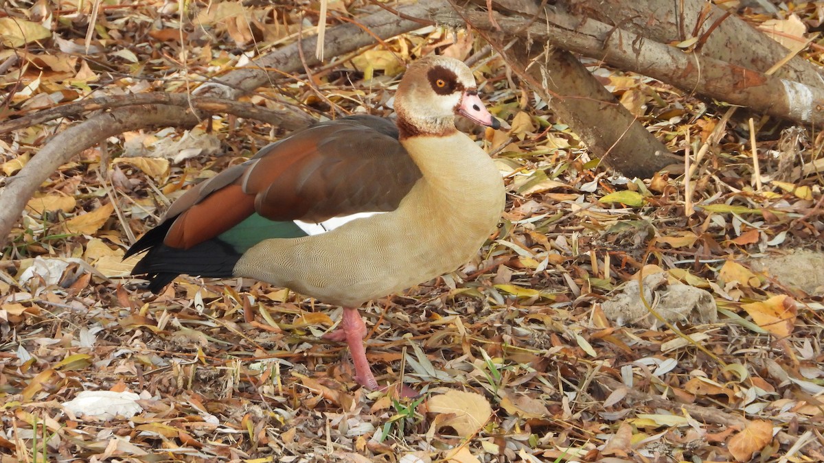 埃及雁 - ML646644669