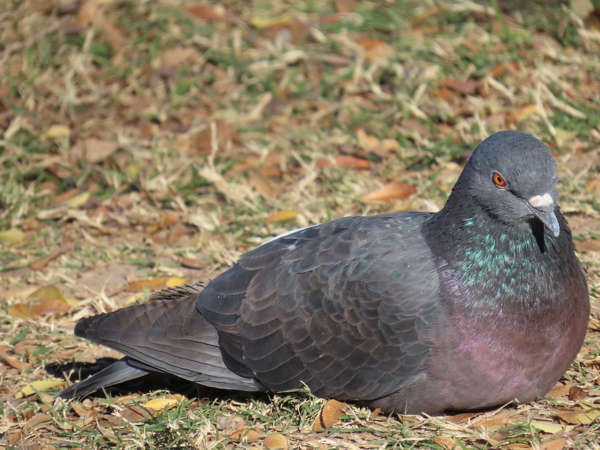 Kaya Güvercini (evcil tip) - ML646644673