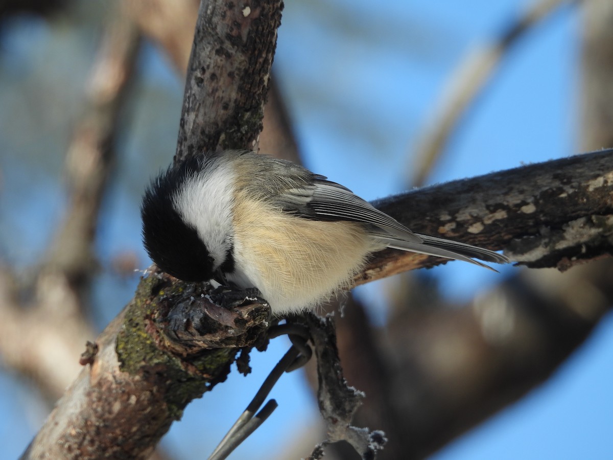 Black-capped Chickadee - ML646644675