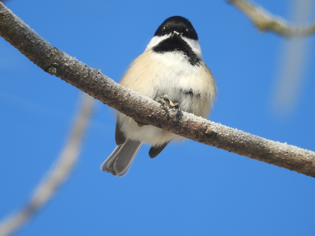 Black-capped Chickadee - ML646644676