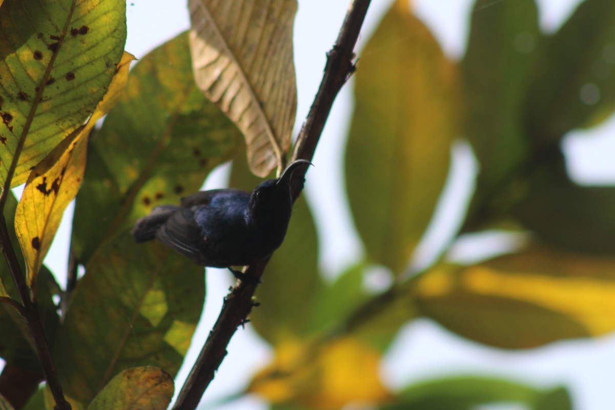 Loten Nektarkuşu - ML646644677