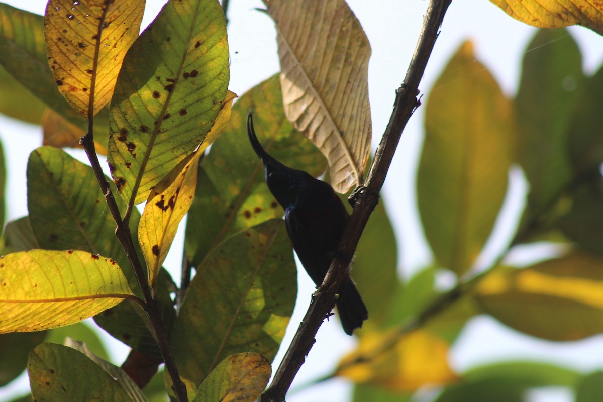 Loten Nektarkuşu - ML646644678