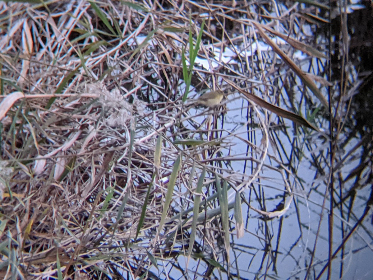 Common Chiffchaff - ML646644679
