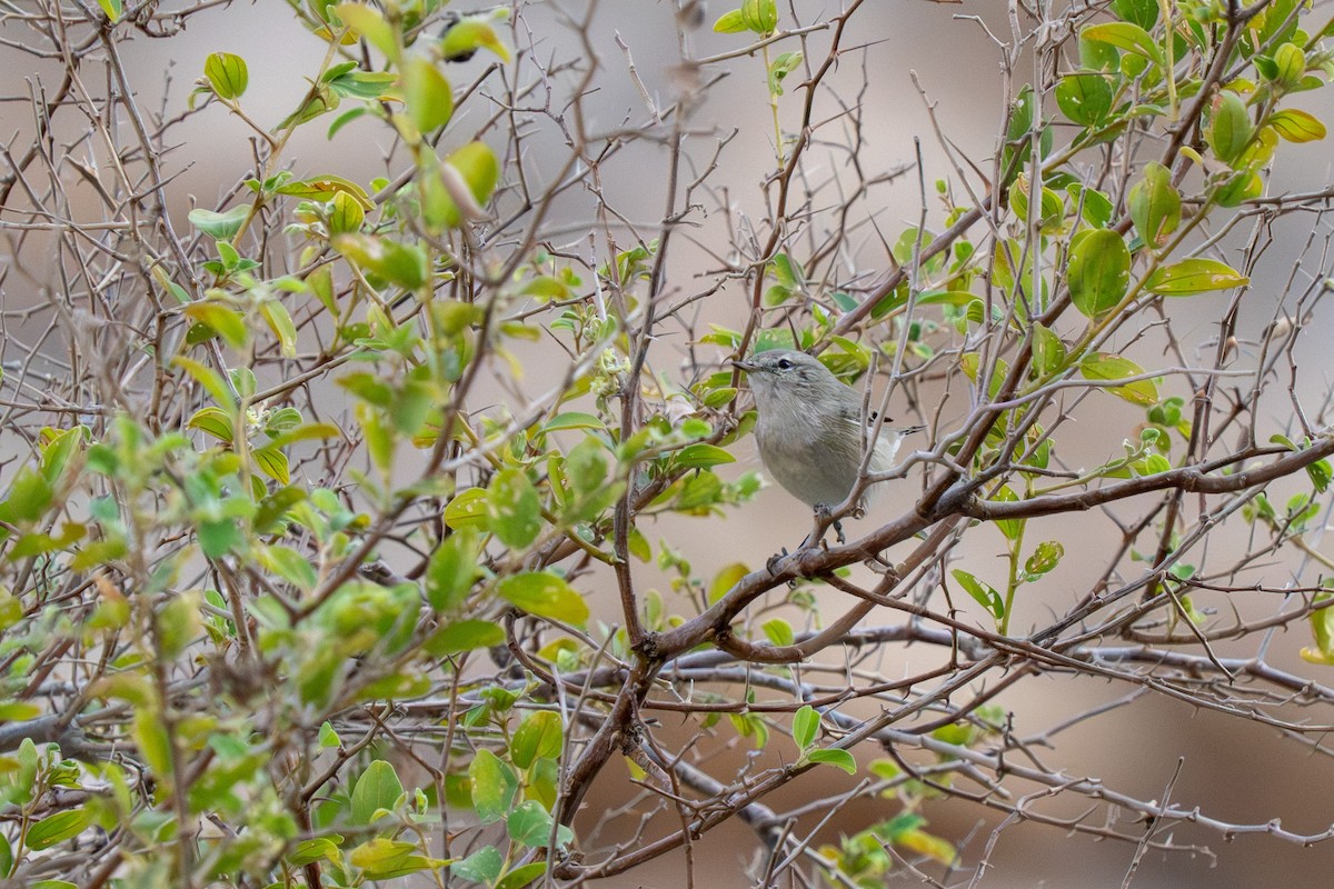 Plain Leaf Warbler - ML646644680