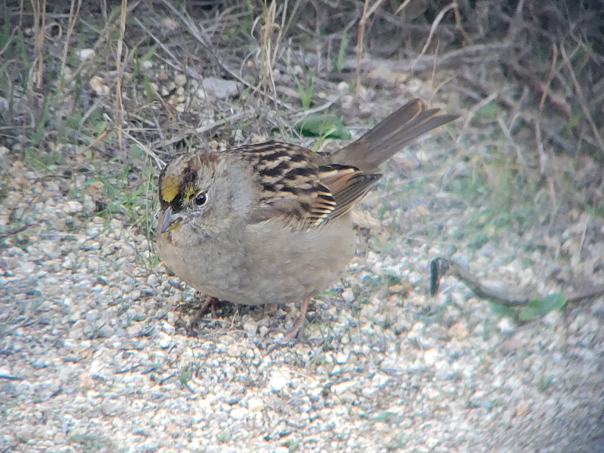 Kronenammer - ML646644681