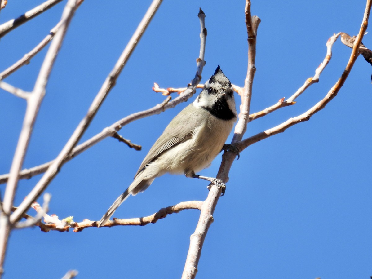 tøylemeis - ML646644682