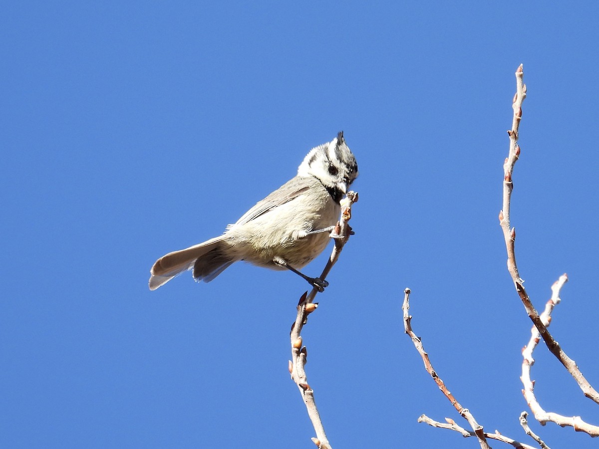 tøylemeis - ML646644683