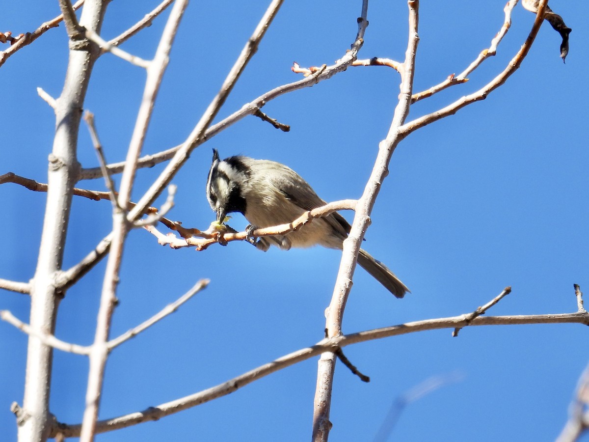 tøylemeis - ML646644684