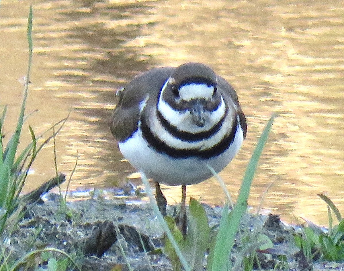 Killdeer - ML646644685