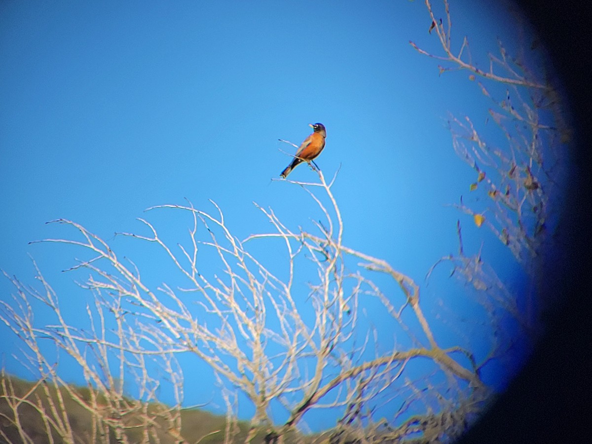 American Robin - ML646644686