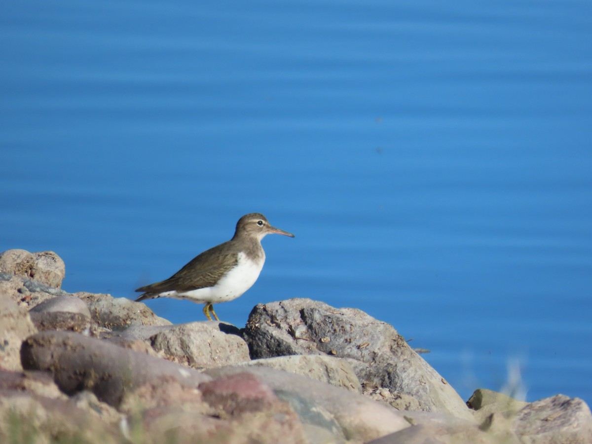 Benekli Düdükçün - ML646644687