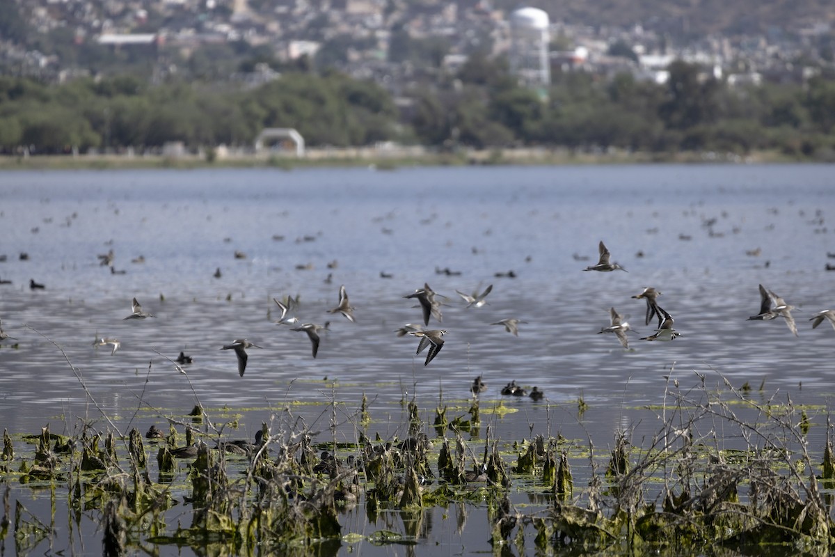 Killdeer - ML646644688