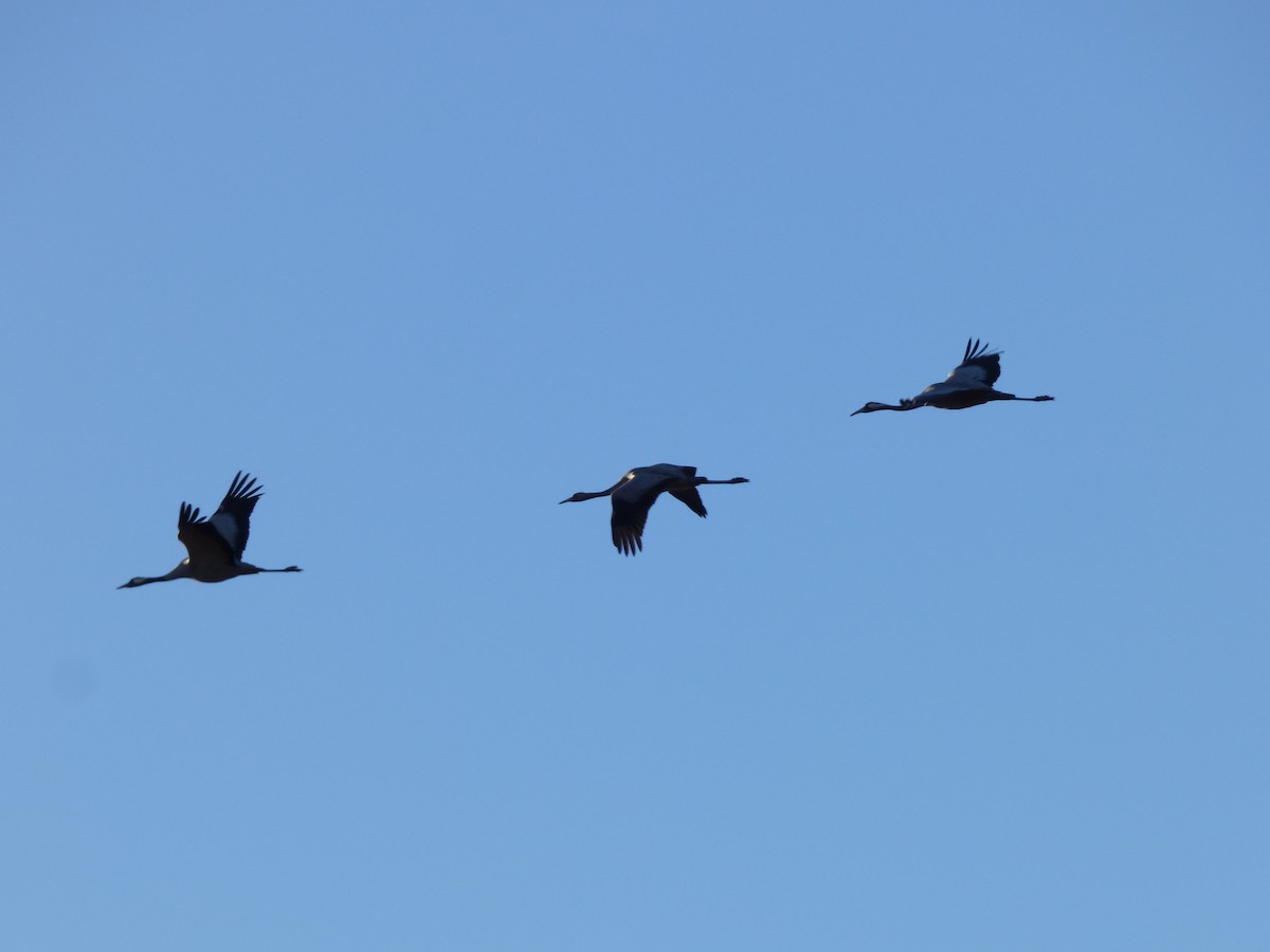 Common Crane - ML646644689