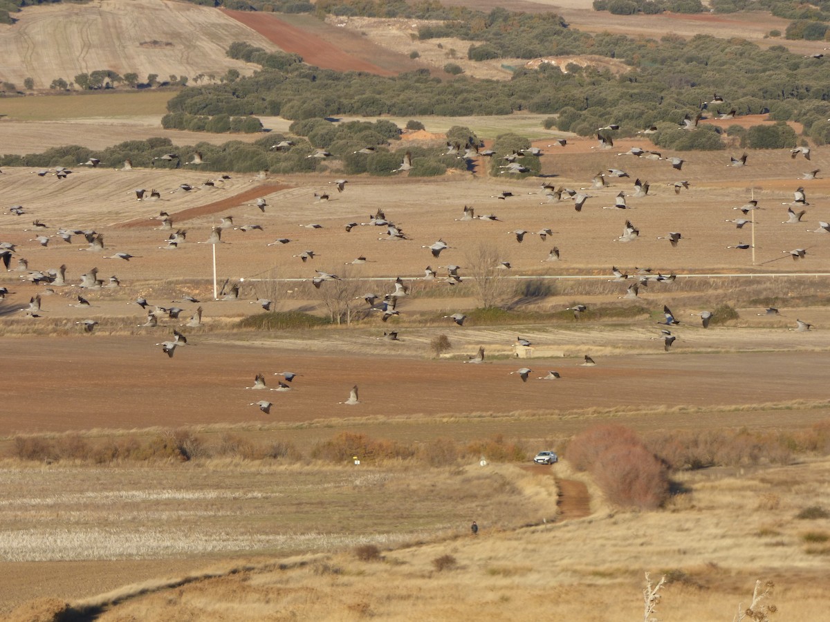 Common Crane - ML646644690