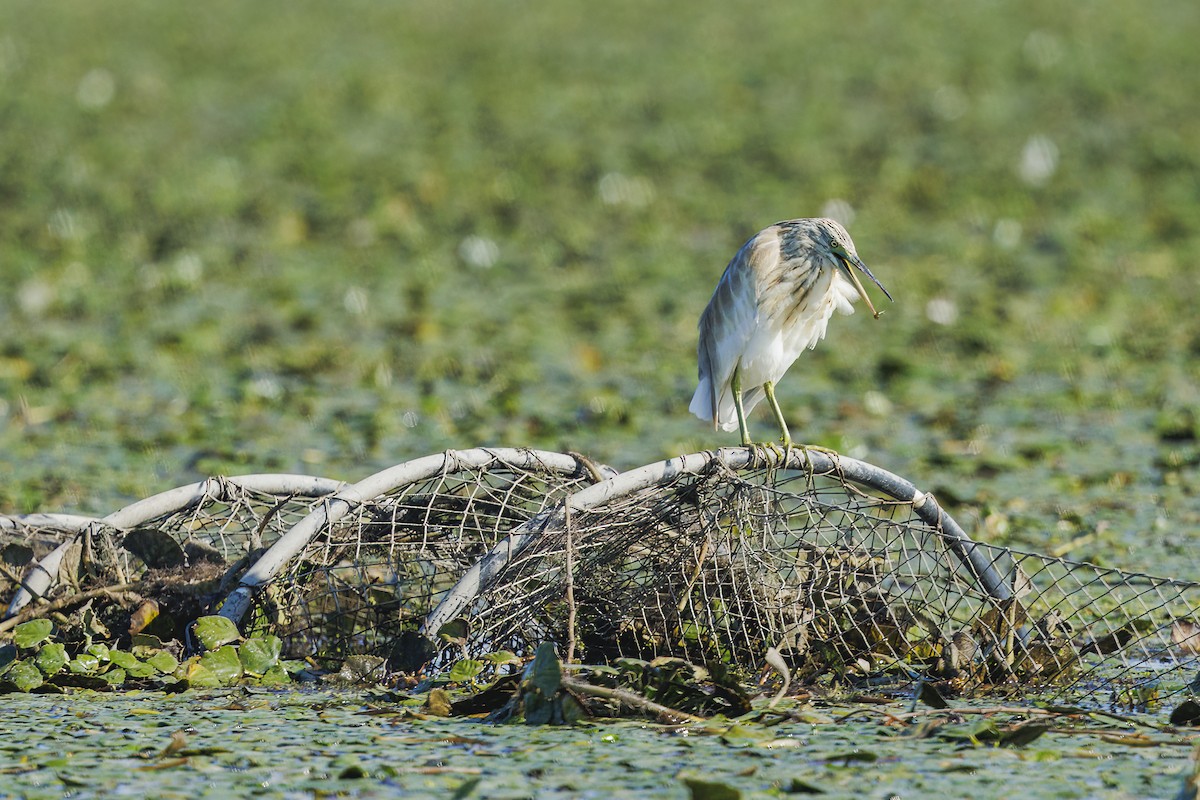 Жёлтая цапля - ML646644691