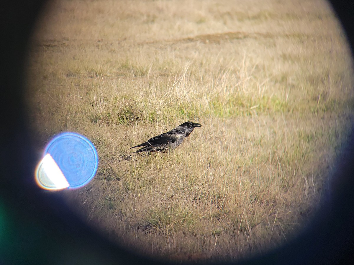 Common Raven - ML646644694