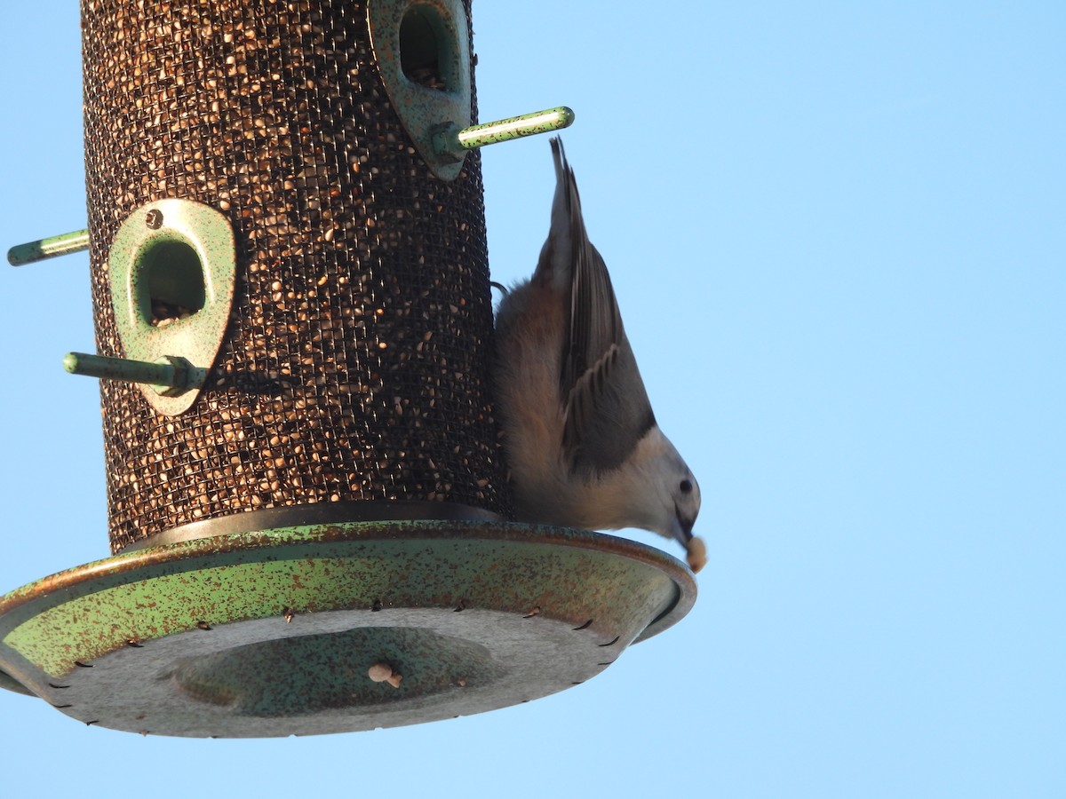 White-breasted Nuthatch - ML646644696