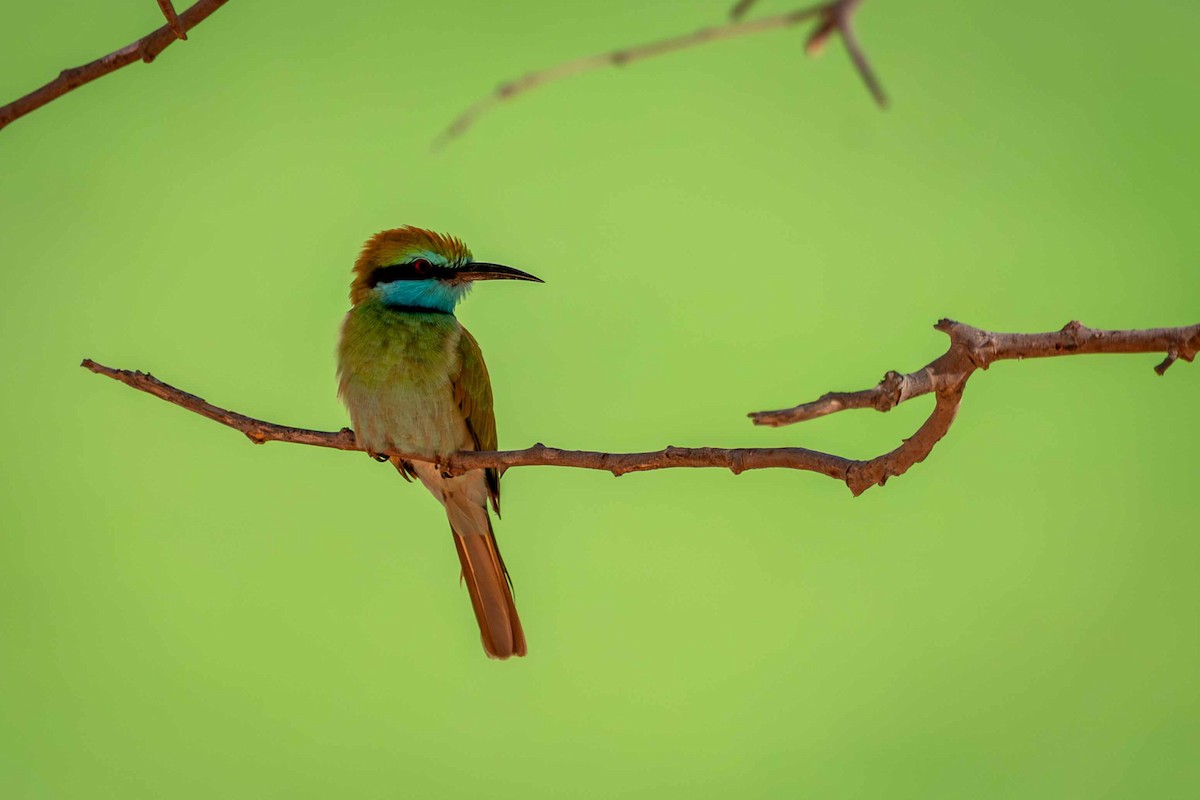 Arabian Green Bee-eater - ML646644698