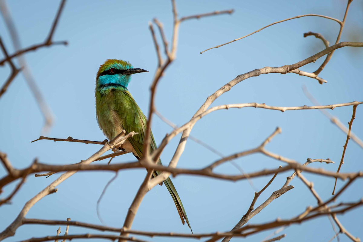 Arabian Green Bee-eater - ML646644699