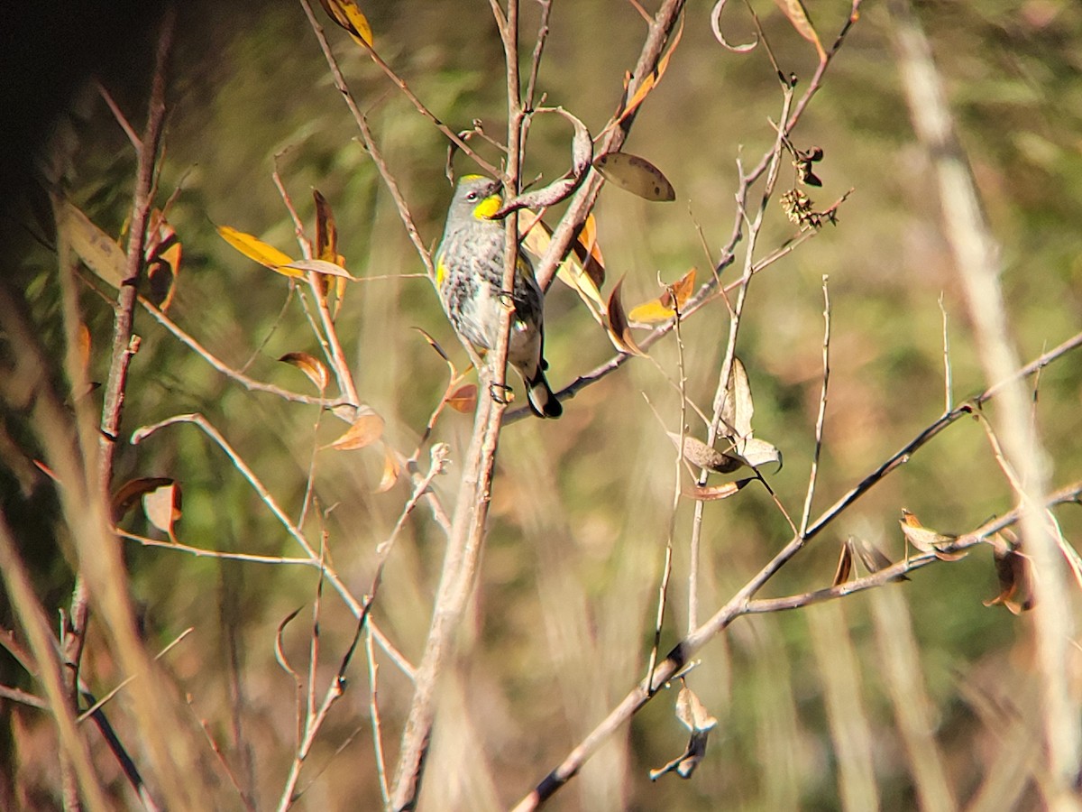 Kronenwaldsänger - ML646644700