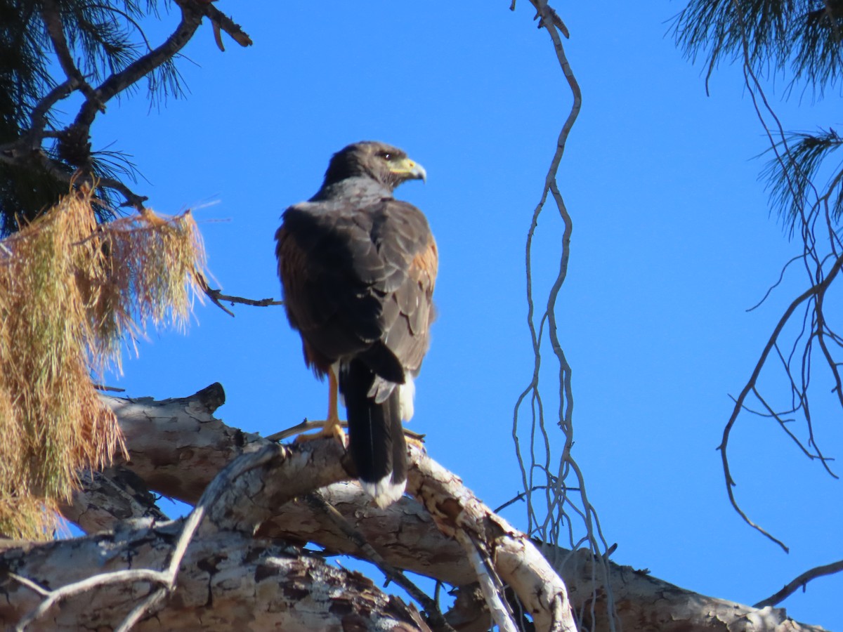 Harris Şahini - ML646644702