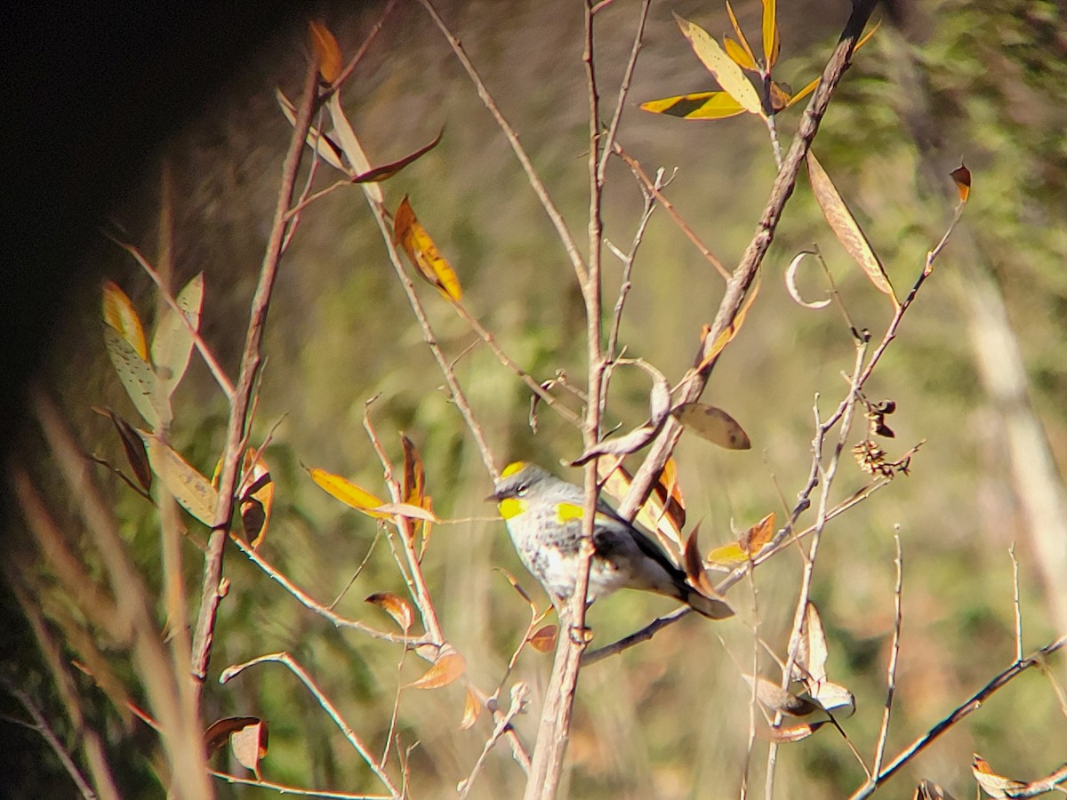 Kronenwaldsänger - ML646644704