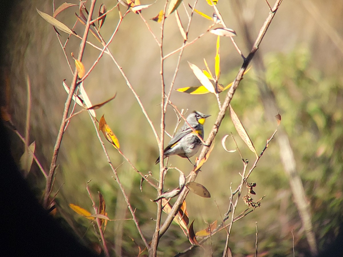 Kronenwaldsänger - ML646644708