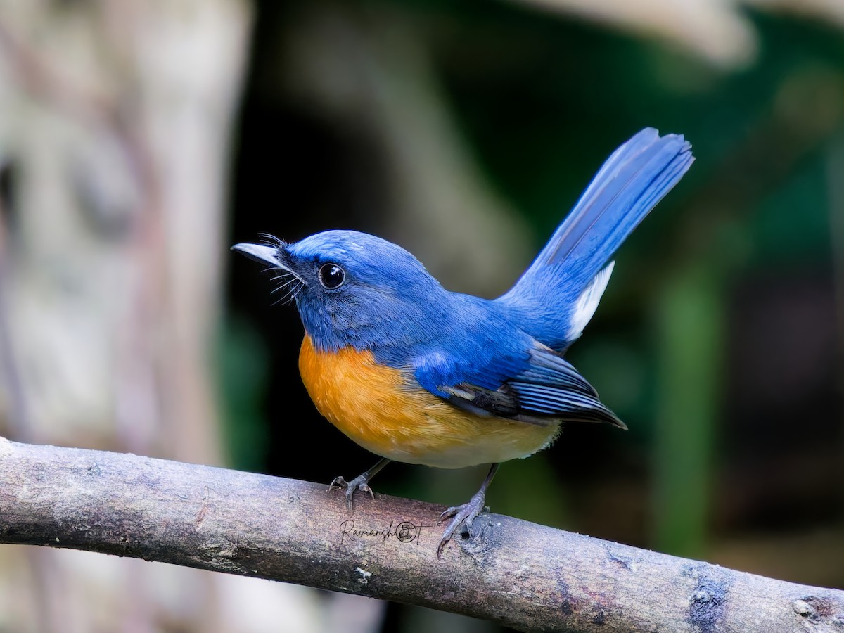 Blue-throated Flycatcher - ML646644709