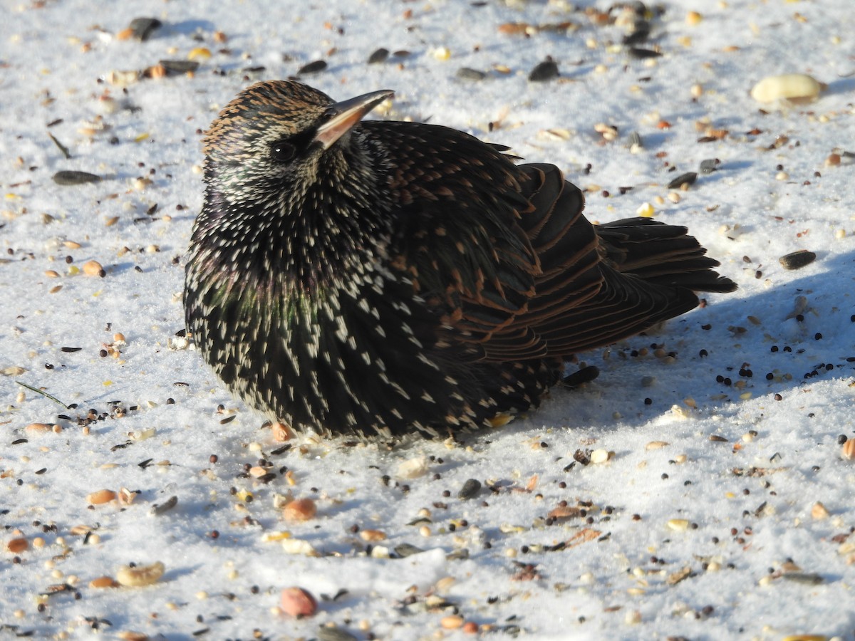European Starling - ML646644710