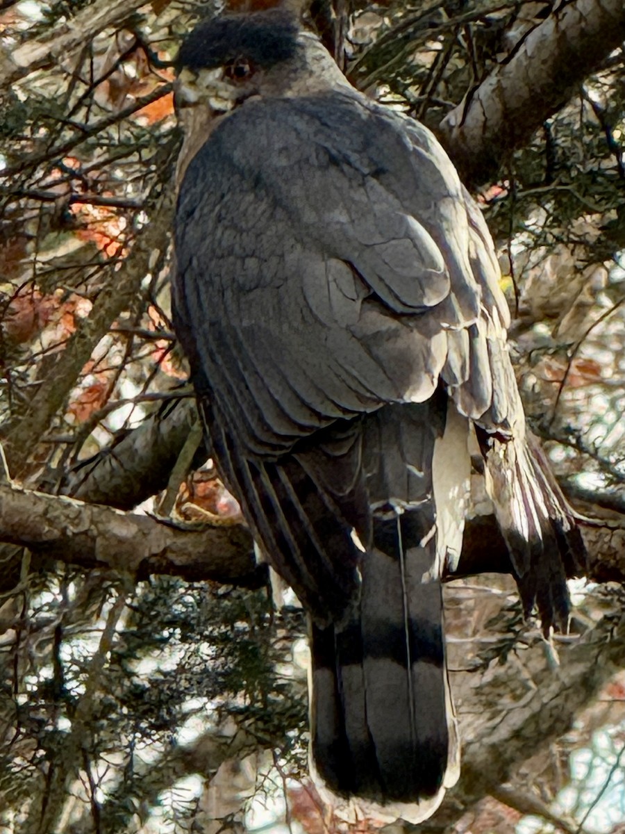 Cooper's Hawk - ML646644711