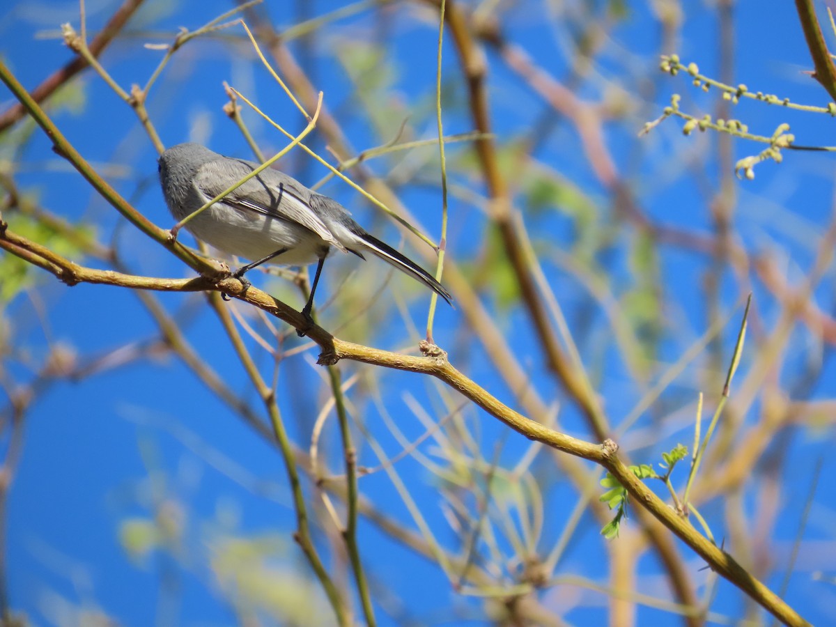 Gökrengi Bitkuşu - ML646644714