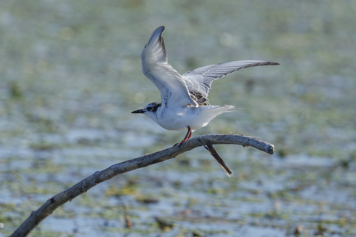 Белощёкая крачка - ML646644715