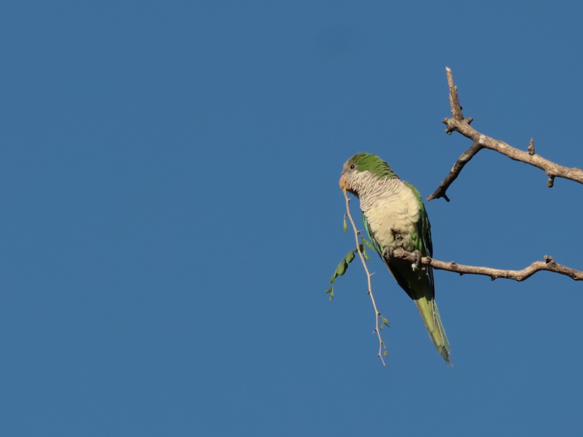 Monk Parakeet - ML646644717