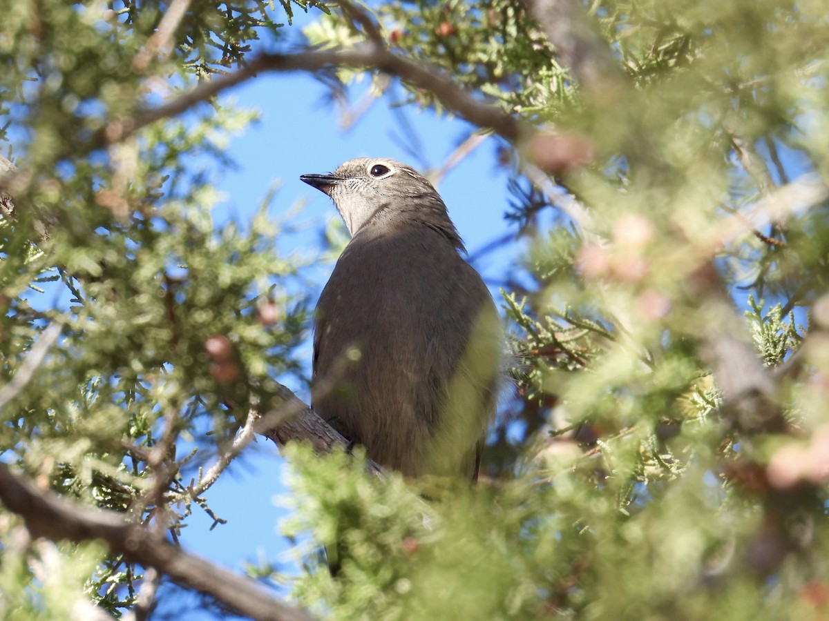 gråsolitærtrost - ML646644718