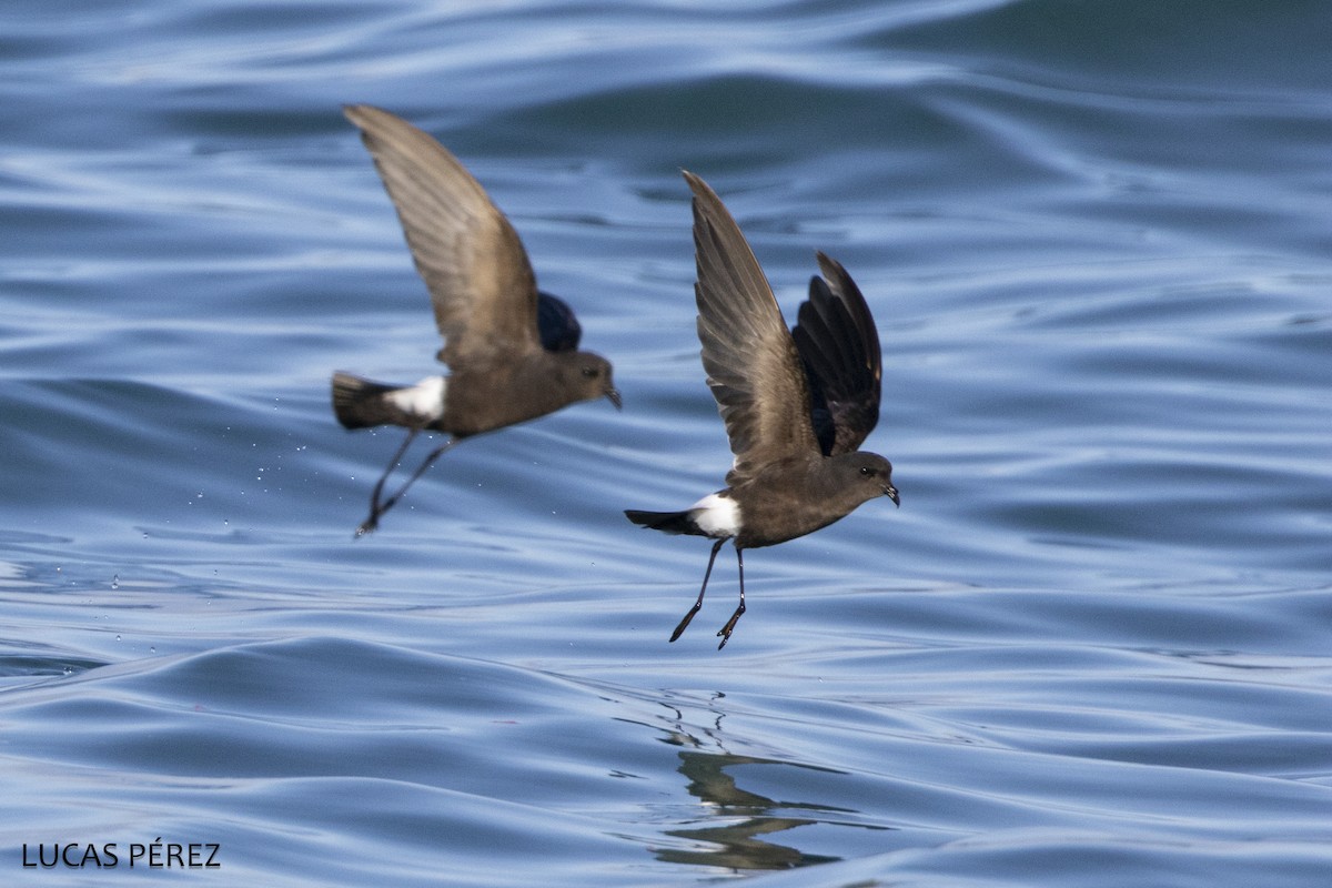 Вильсонова океанида - ML646644719