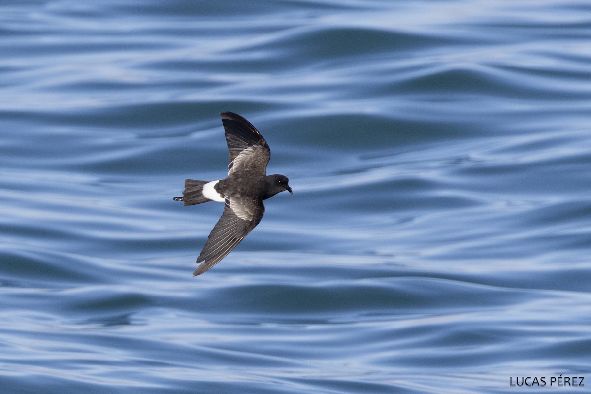 Вильсонова океанида - ML646644720