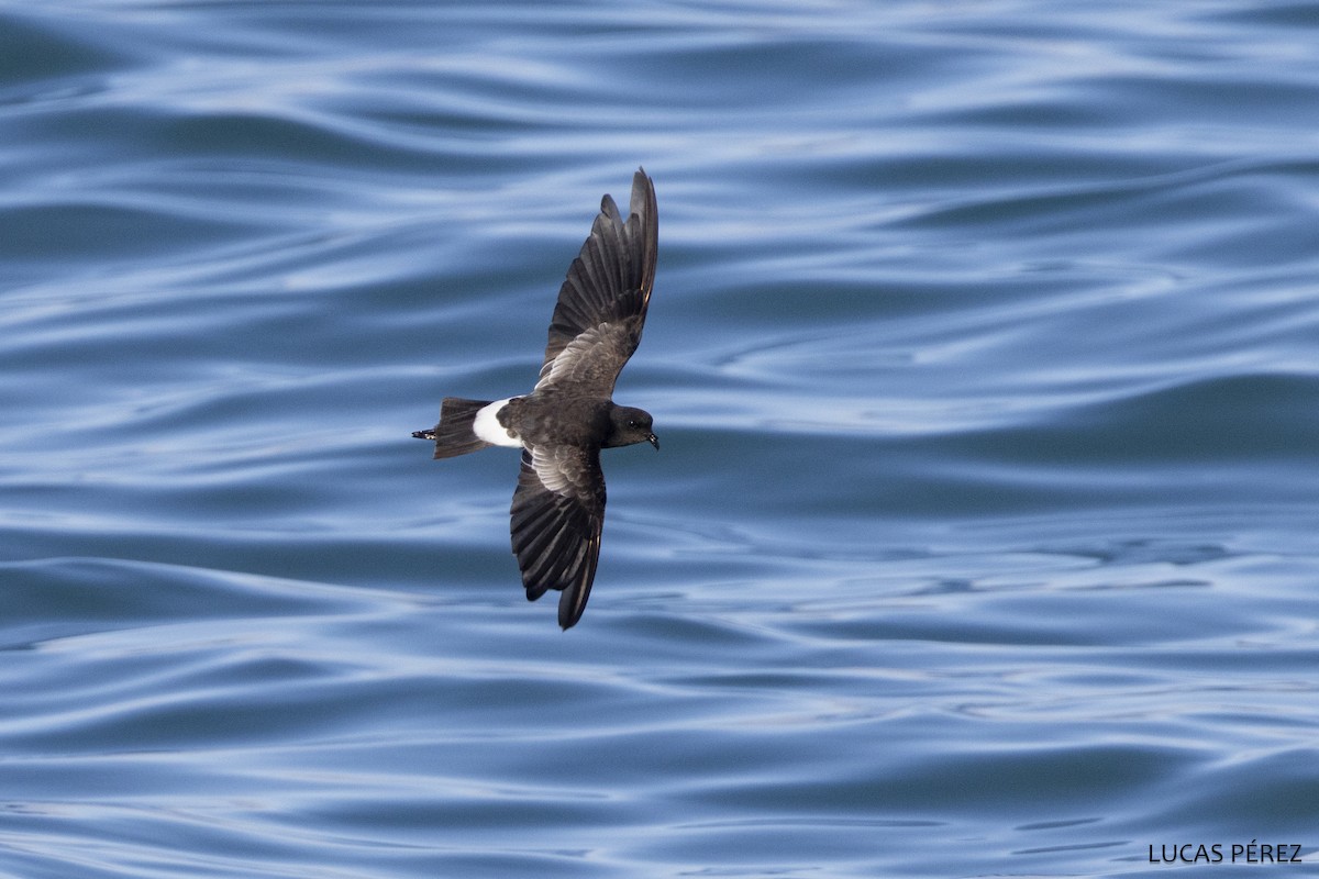 Вильсонова океанида - ML646644721