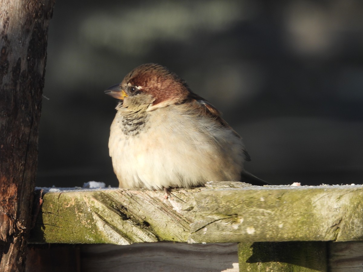 House Sparrow - ML646644725