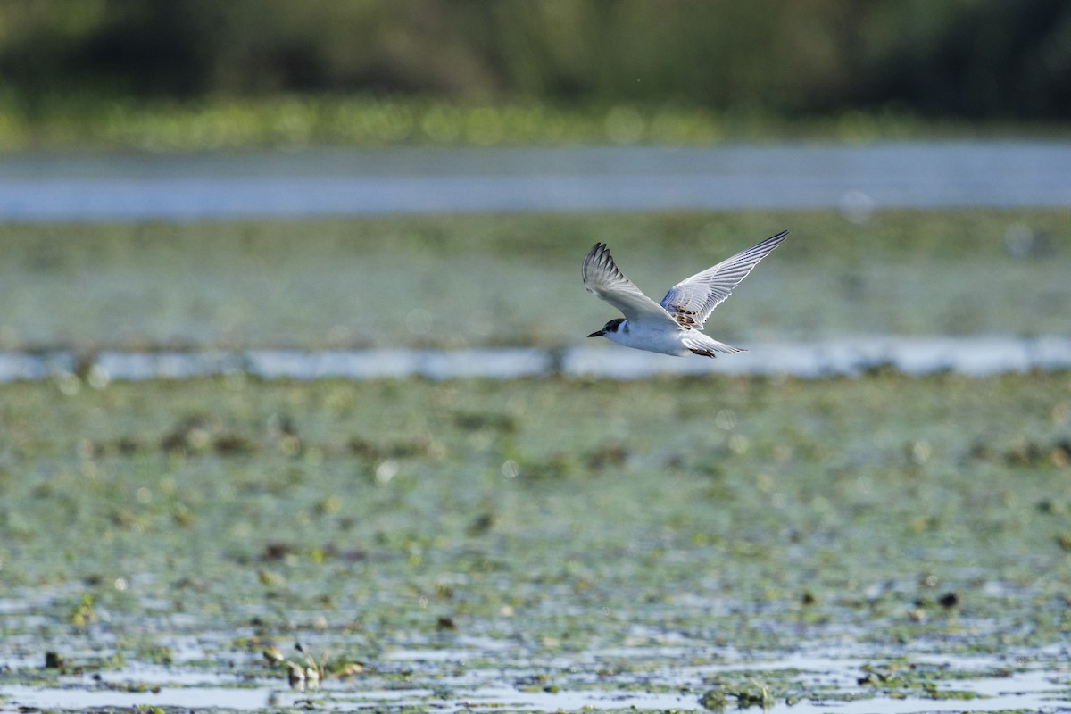 Белощёкая крачка - ML646644727