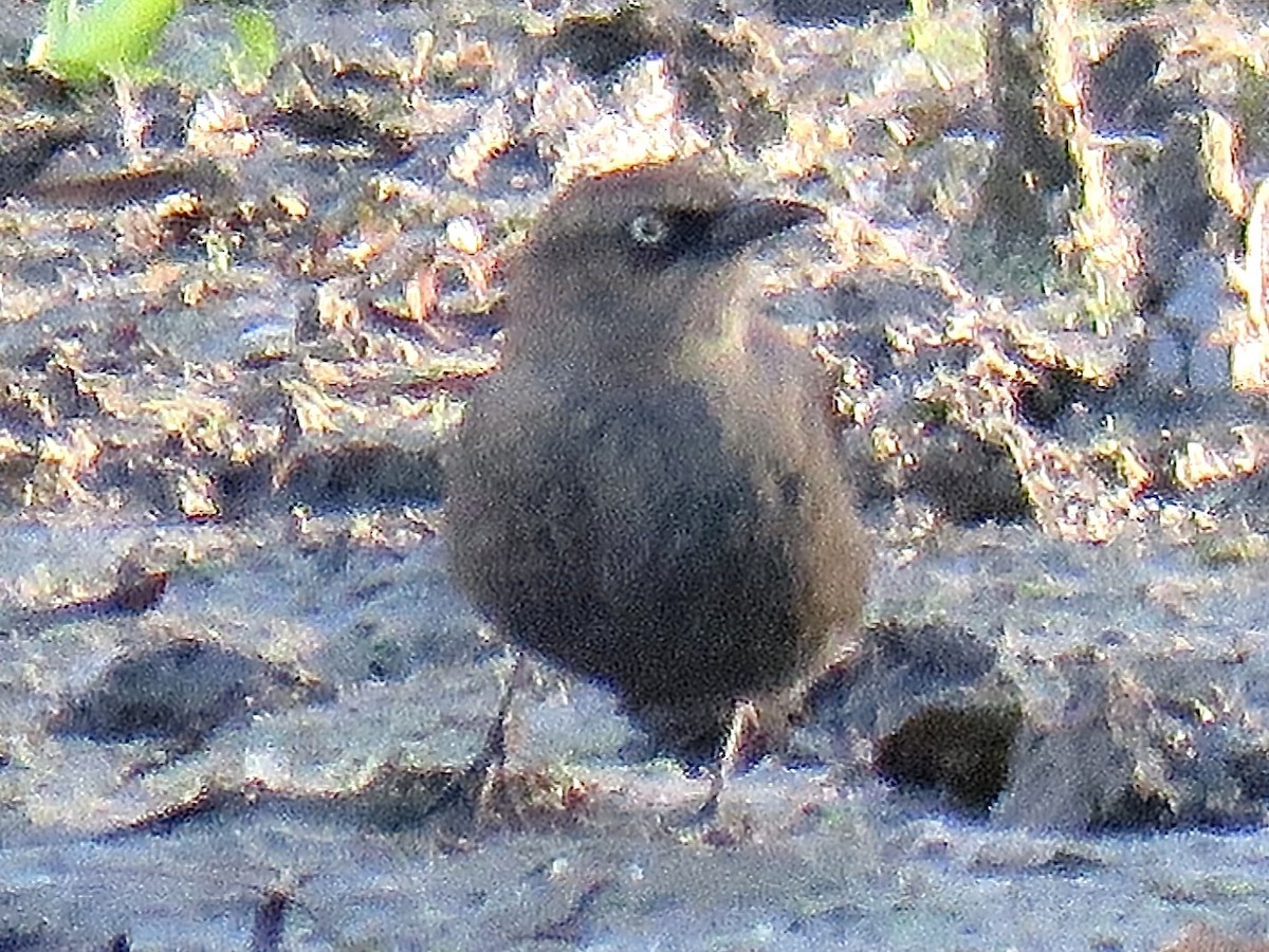 Rusty Blackbird - ML646644742