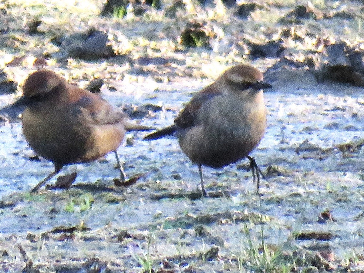Rusty Blackbird - ML646644744
