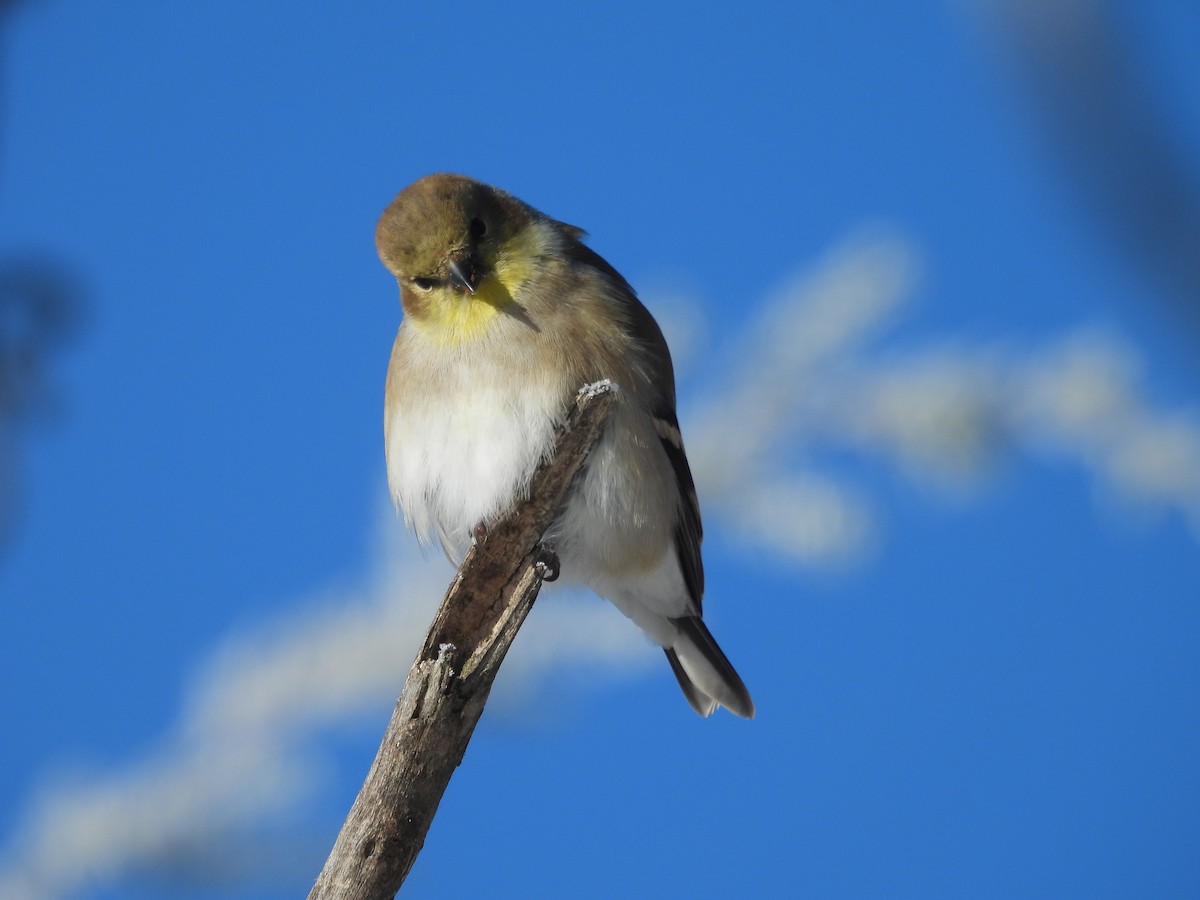 American Goldfinch - ML646644753